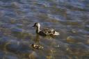 Mother and Baby Duck