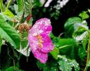 wild rose after rain by Windy Angels